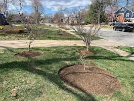 Newly planted young trees with mulch beds in suburban neighborhood street