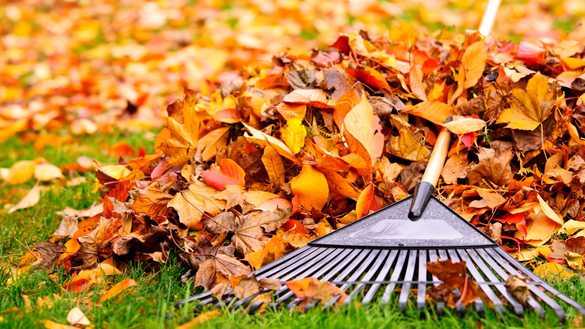 Rake on green grass surrounded by vibrant fallen autumn leaves